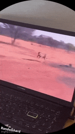 Daily Gifdump Daily Gifdump