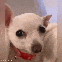 Daily Gifdump Daily Gifdump