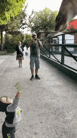 Daily Gifdump Daily Gifdump