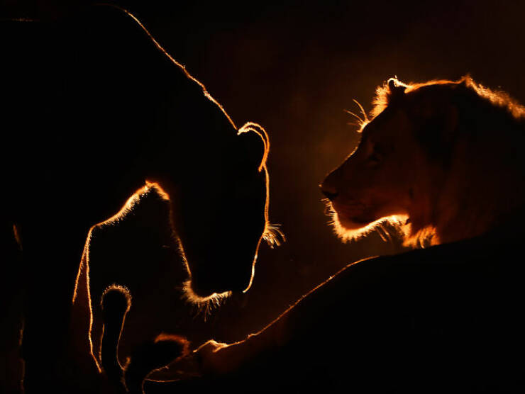 Mesmerizing Wildlife Photos That Reveal Nature’s Untamed Beauty Mesmerizing Wildlife Photos That Reveal Nature’s Untamed Beauty