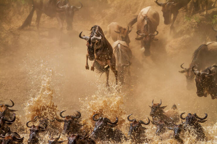 Breathtaking Animal Moments That Capture Nature’s Magic