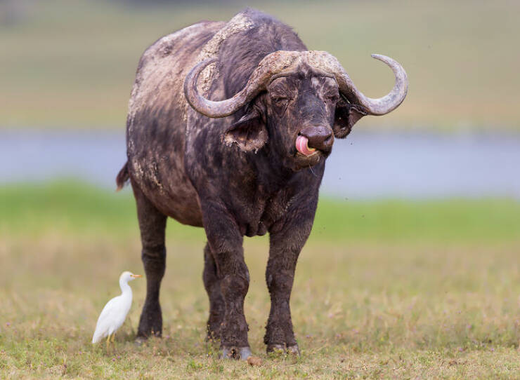 Breathtaking Animal Moments That Capture Nature’s Magic