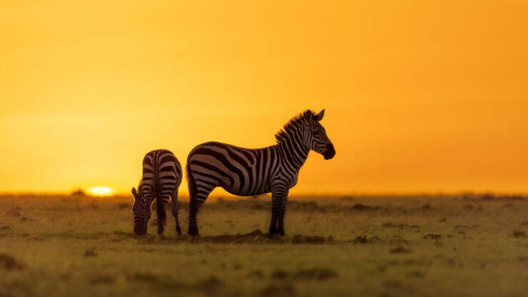 Breathtaking Animal Moments That Capture Nature’s Magic