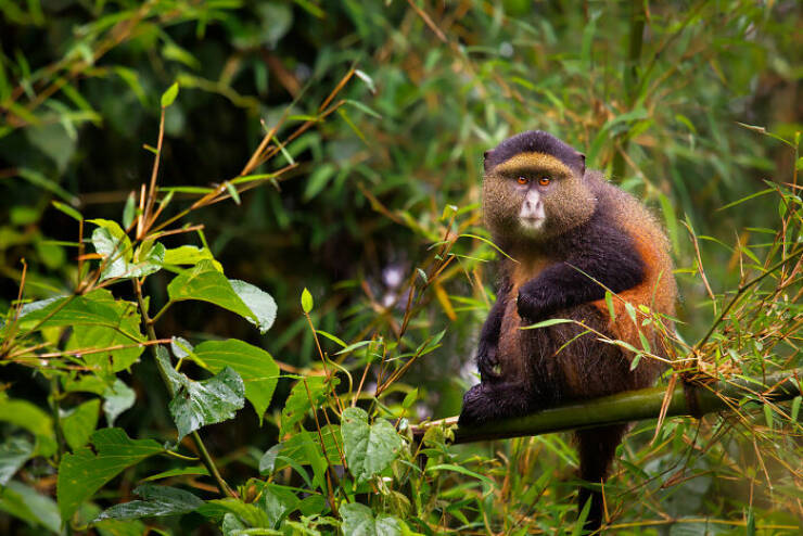 Breathtaking Animal Moments That Capture Nature’s Magic