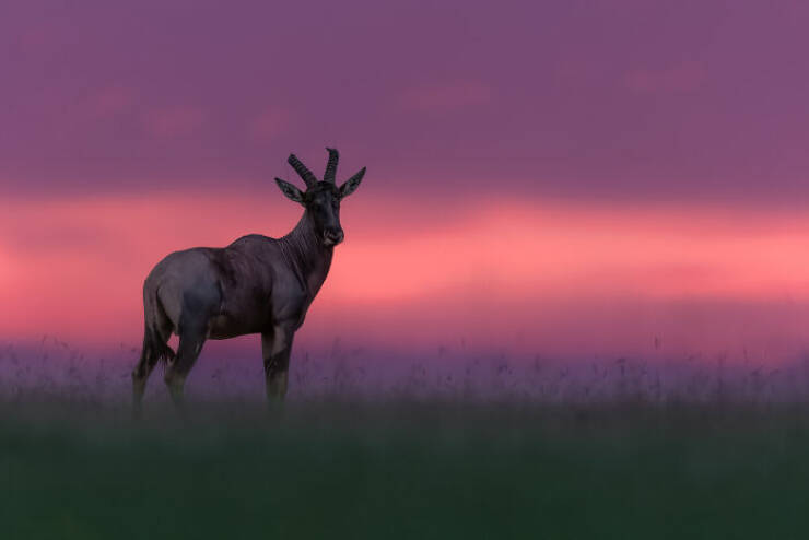 Breathtaking Animal Moments That Capture Nature’s Magic