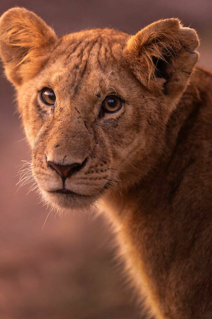 Breathtaking Animal Moments That Capture Nature’s Magic