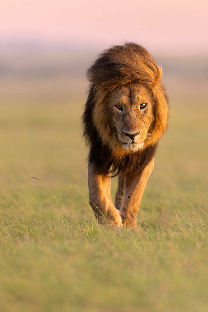 Breathtaking Animal Moments That Capture Nature’s Magic