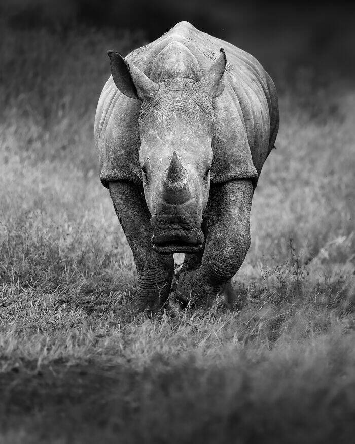 Breathtaking Animal Moments That Capture Nature’s Magic