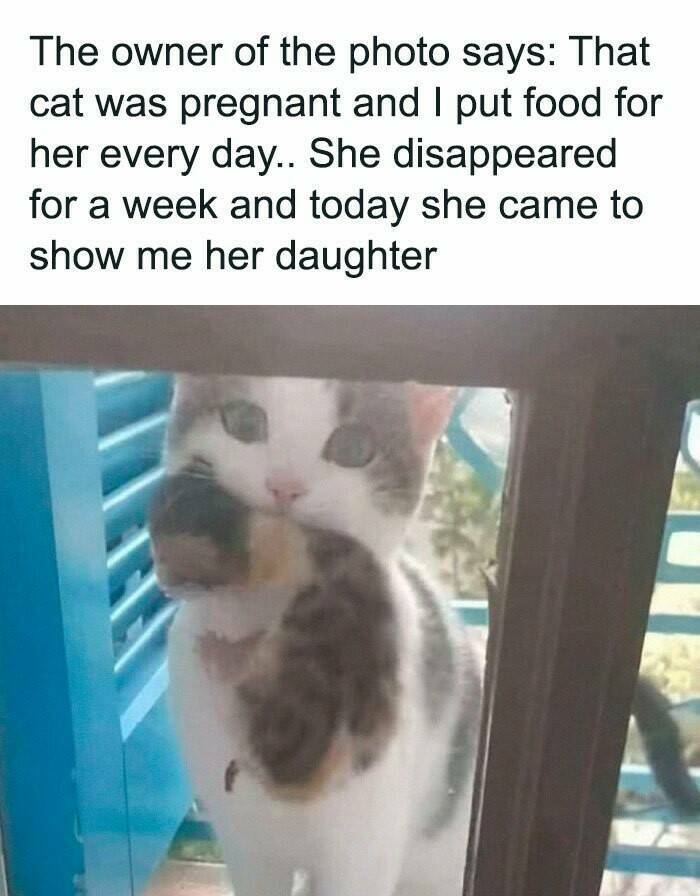 Good Vibes Memes Good Vibes Memes