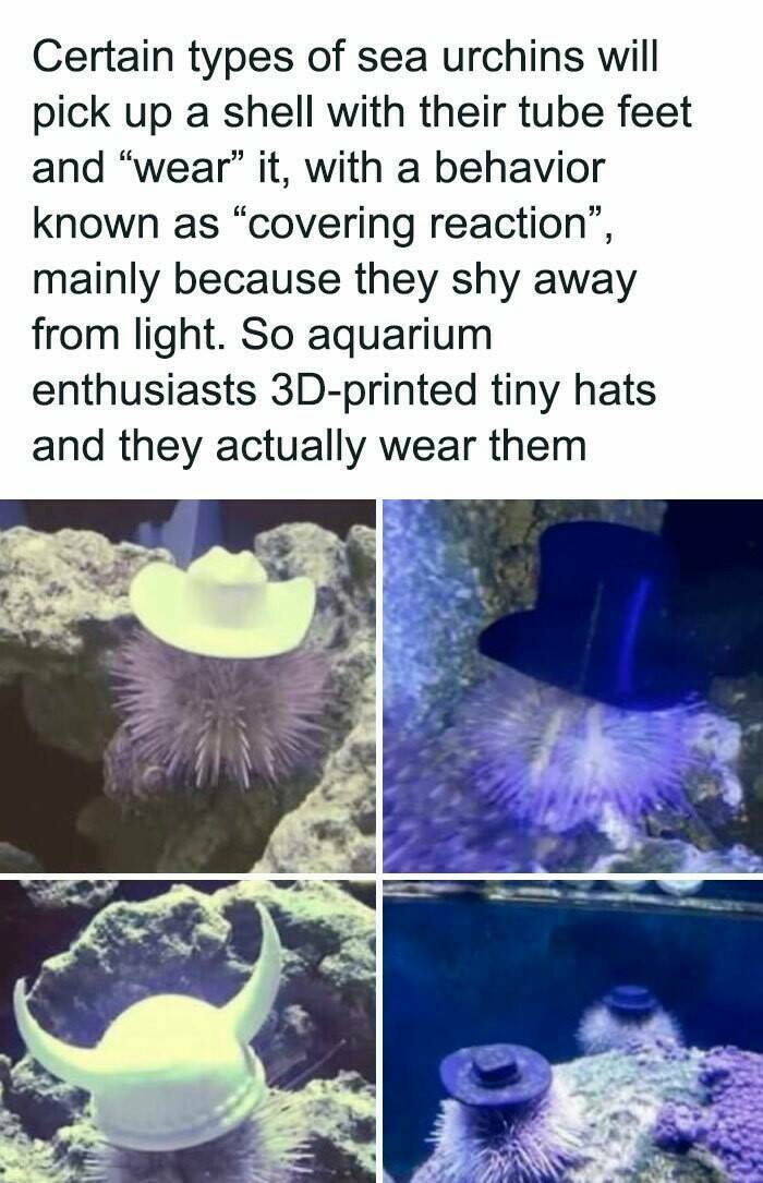 Good Vibes Memes Good Vibes Memes