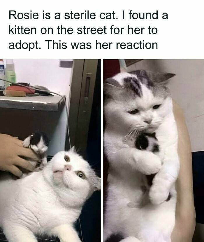 Good Vibes Memes Good Vibes Memes