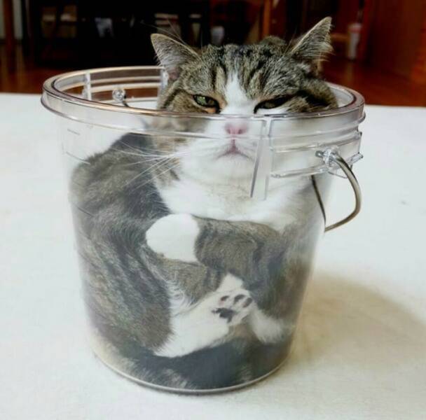 Let’s Give It Up for The Furry Stars Of The Screen