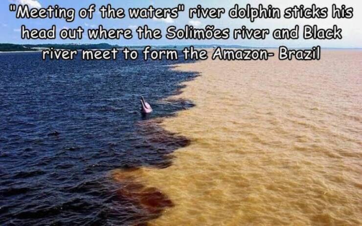 Let’s Give It Up for The Furry Stars Of The Screen