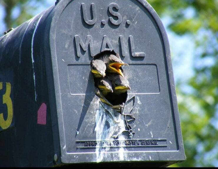 Let’s Give It Up for The Furry Stars Of The Screen