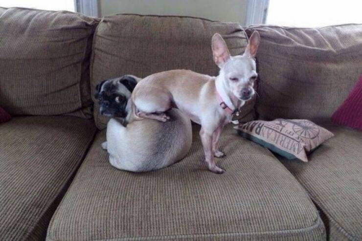 Let’s Give It Up for The Furry Stars Of The Screen