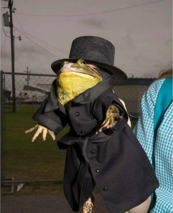 Let’s Give It Up for The Furry Stars Of The Screen