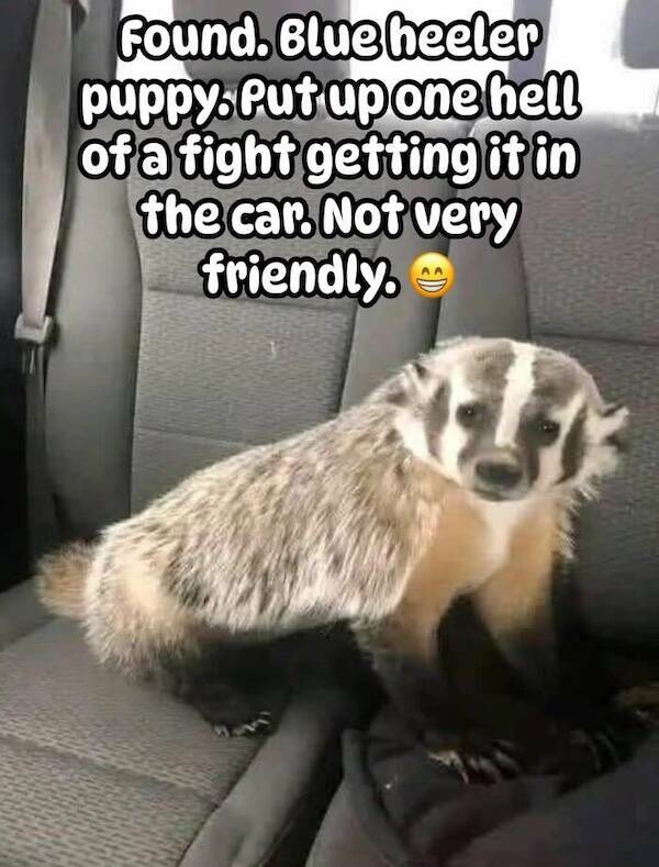 Let’s Give It Up for The Furry Stars Of The Screen