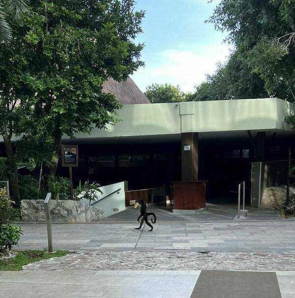 Let’s Give It Up for The Furry Stars Of The Screen