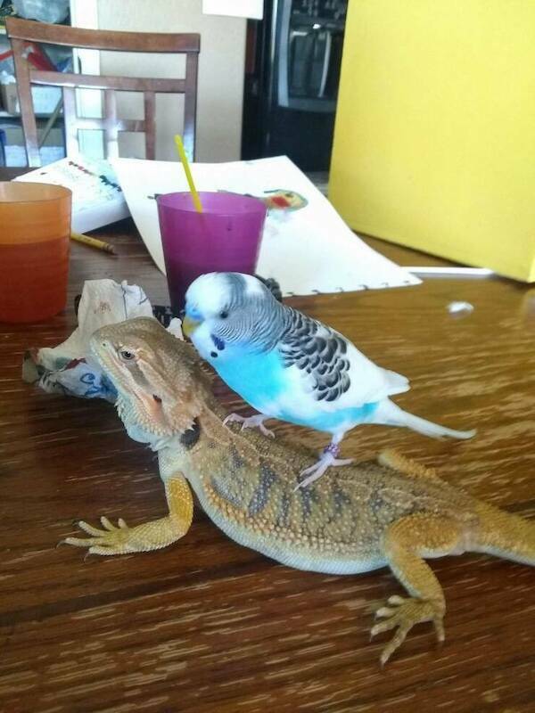 Let’s Give It Up for The Furry Stars Of The Screen