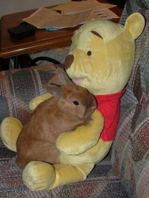 Let’s Give It Up for The Furry Stars Of The Screen