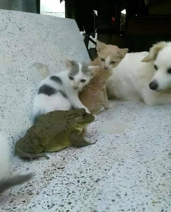 Let’s Give It Up for The Furry Stars Of The Screen