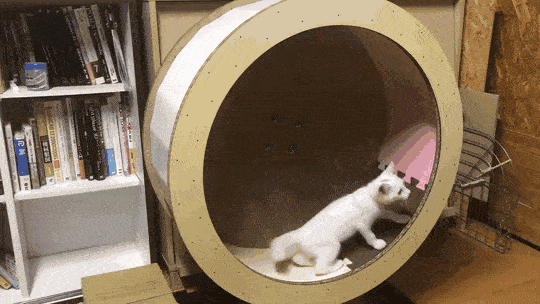 Daily Gifdump Daily Gifdump