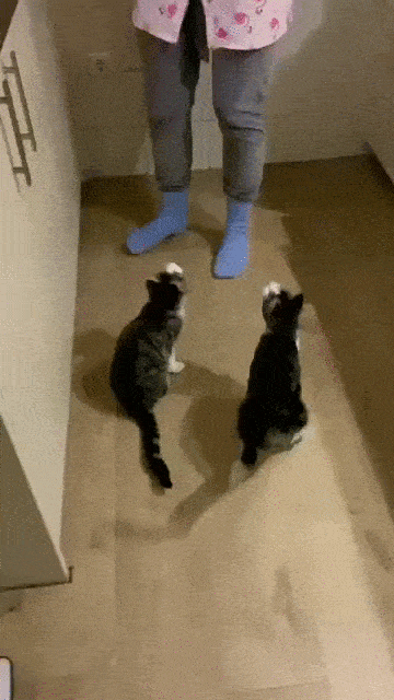 Daily Gifdump Daily Gifdump