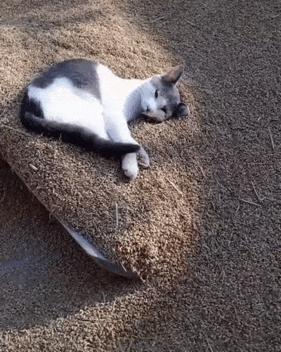 Daily Gifdump Daily Gifdump