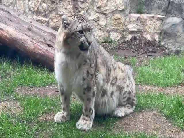 Sneezing Snow Leopard