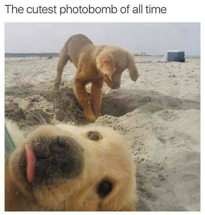 Funny Picdump Funny Picdump