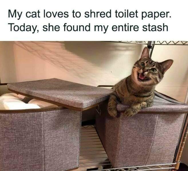 Hilarious And Cute Cat Memes To Instantly Boost Your Mood