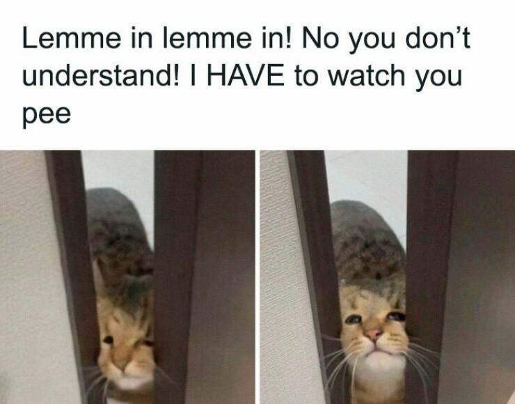 Hilarious And Cute Cat Memes To Instantly Boost Your Mood