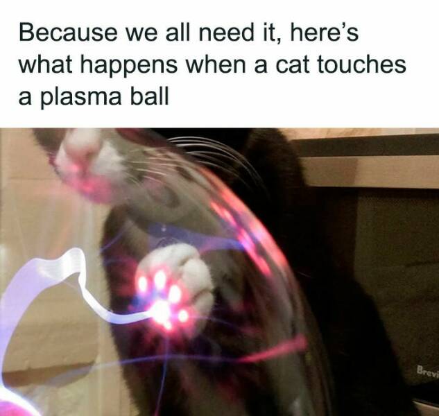 Hilarious And Cute Cat Memes To Instantly Boost Your Mood