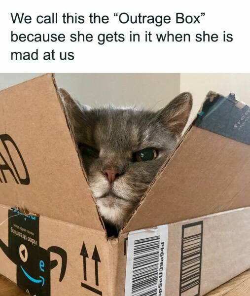Hilarious And Cute Cat Memes To Instantly Boost Your Mood