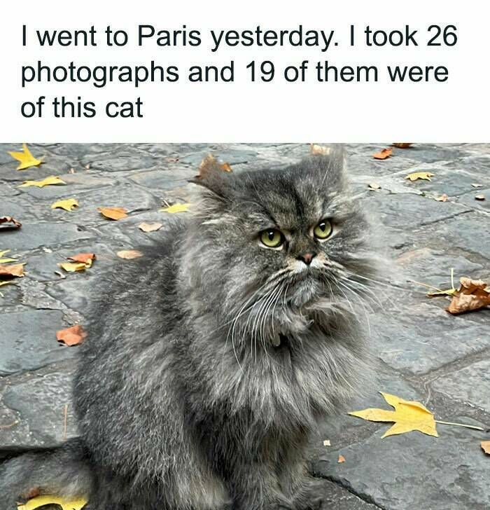 Hilarious And Cute Cat Memes To Instantly Boost Your Mood