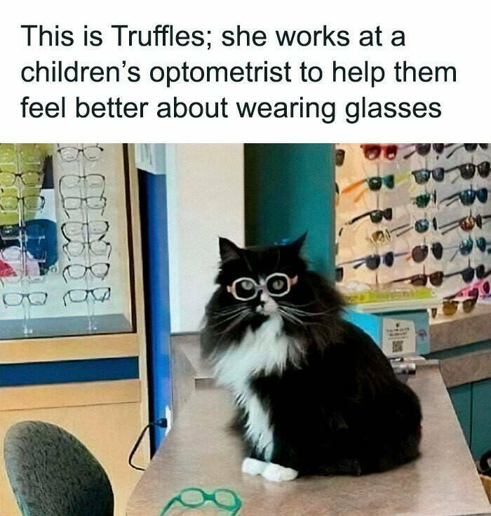 Hilarious And Cute Cat Memes To Instantly Boost Your Mood