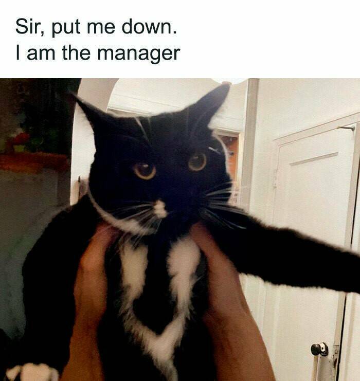 Hilarious And Cute Cat Memes To Instantly Boost Your Mood