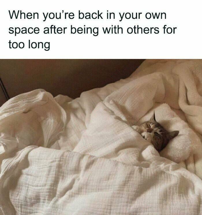 Hilarious And Cute Cat Memes To Instantly Boost Your Mood