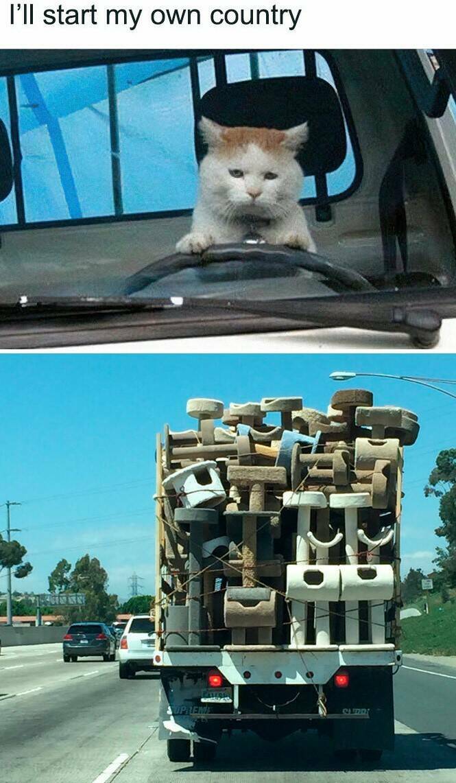 Hilarious And Cute Cat Memes To Instantly Boost Your Mood