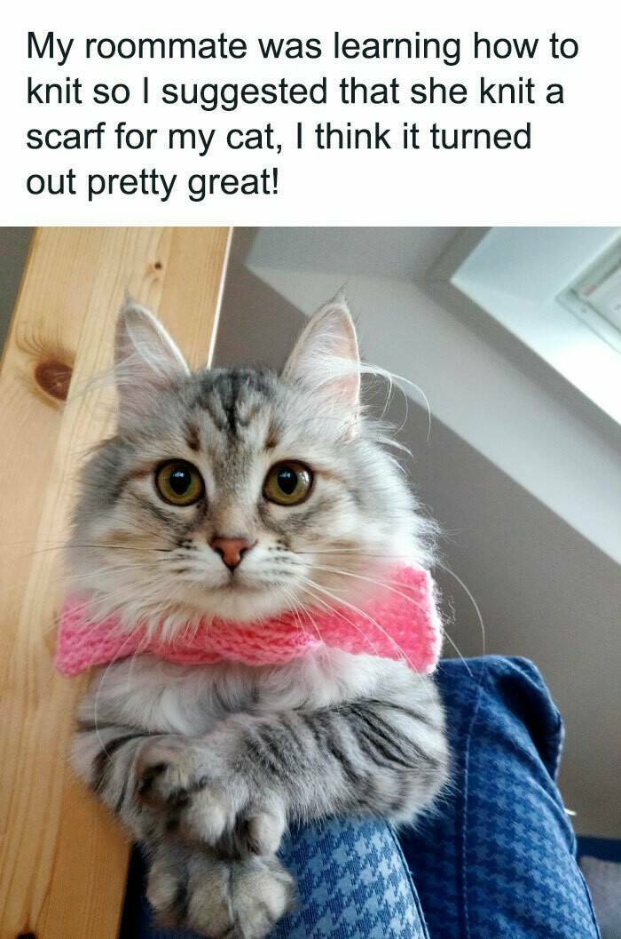 Hilarious And Cute Cat Memes To Instantly Boost Your Mood