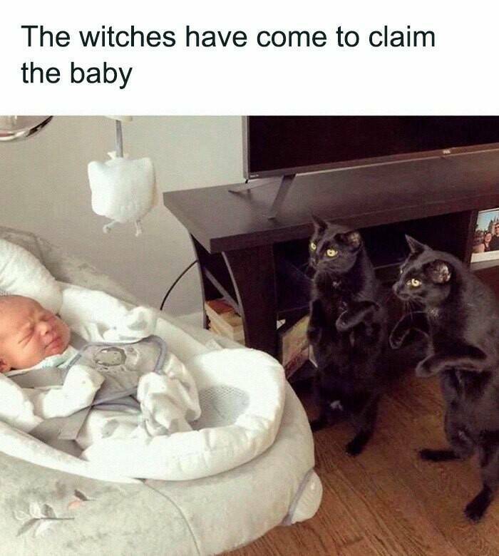 Hilarious And Cute Cat Memes To Instantly Boost Your Mood