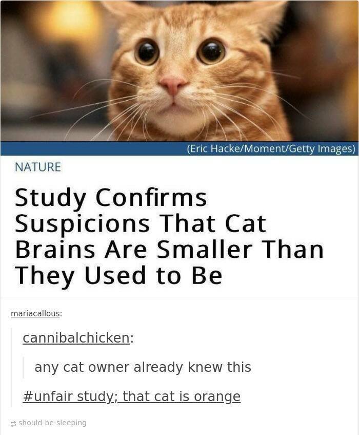 Hilarious And Cute Cat Memes To Instantly Boost Your Mood