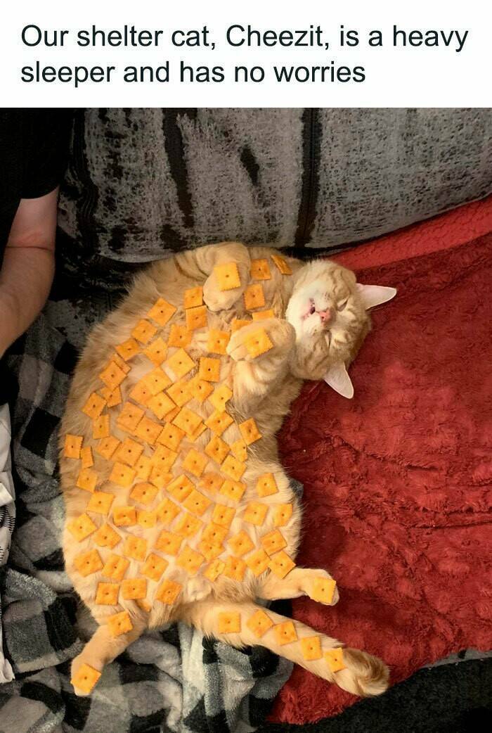 Hilarious And Cute Cat Memes To Instantly Boost Your Mood