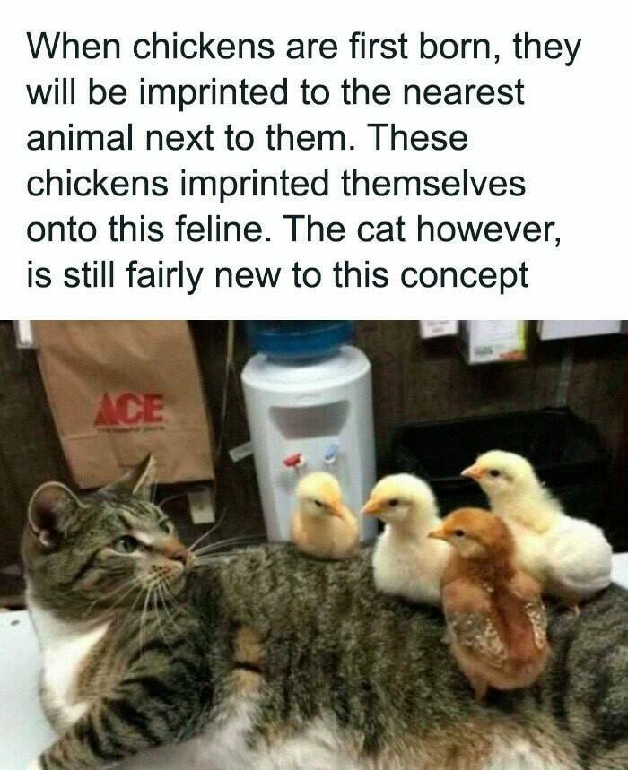 Hilarious And Cute Cat Memes To Instantly Boost Your Mood