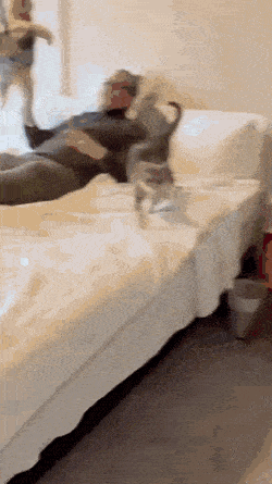 https://img.izismile.com/img/img15/20250502/gifs/daily_gifdump_4991_01.gif