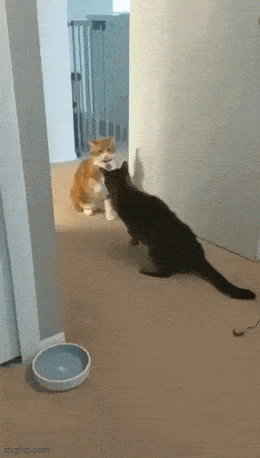 https://img.izismile.com/img/img15/20250502/gifs/daily_gifdump_4991_13.gif