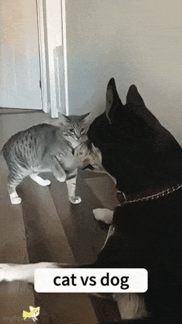 Daily Gifdump Daily Gifdump