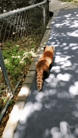 Daily Gifdump Daily Gifdump