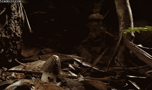 Daily Gifdump Daily Gifdump