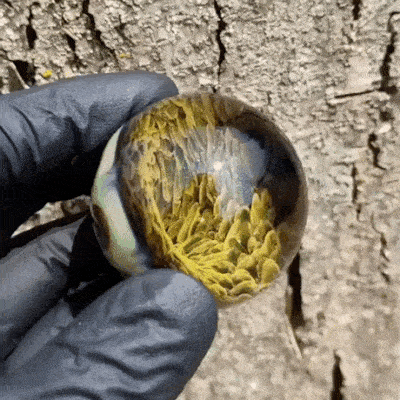 Daily Gifdump Daily Gifdump